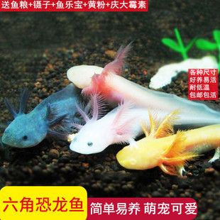 六角恐龍魚難養嗎（六角恐龍魚養殖注意事項，六角恐龍魚養殖難度并不高）
