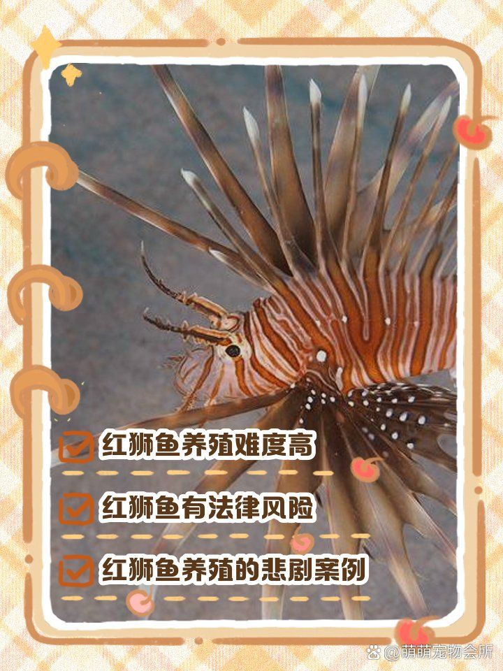 紅獅魚【《童食用3》紅獅魚】