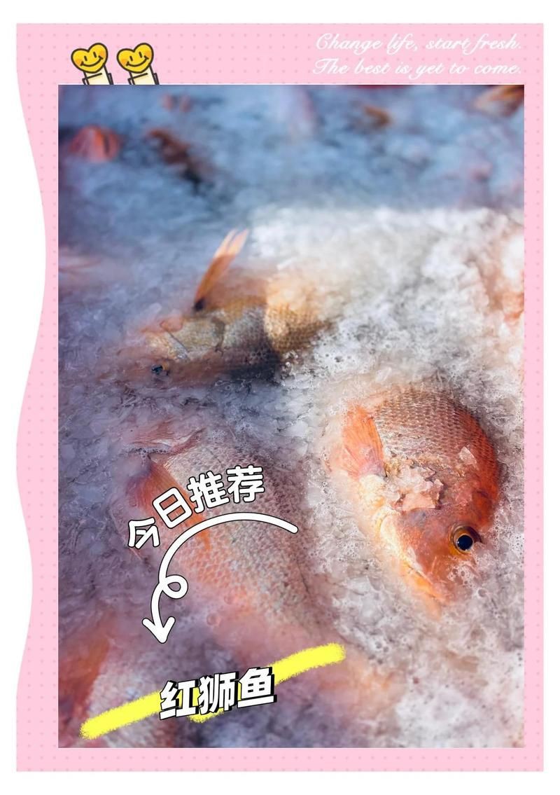 紅獅魚【《童食用3》紅獅魚】