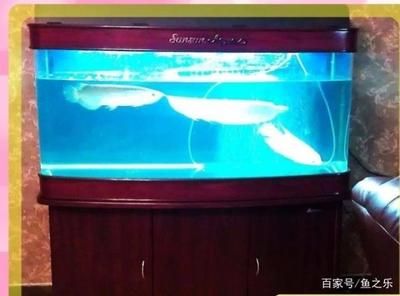 小缸養龍魚需要注意的事項：小缸養龍魚可以嗎？