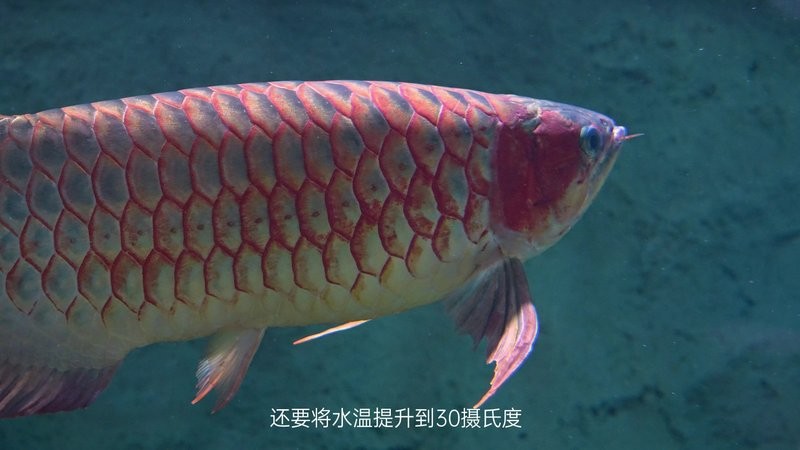 龍魚突然劇烈撞缸嘴破了怎么回事