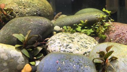 銀龍魚做法的視頻大全(銀龍魚做法大全家常) 銀龍魚百科 第2張 銀龍魚做法的視頻大全(銀龍魚做法大全家常) 銀龍魚做法的視頻大全(銀龍魚做法大全家常) 銀龍魚百科 第2張
