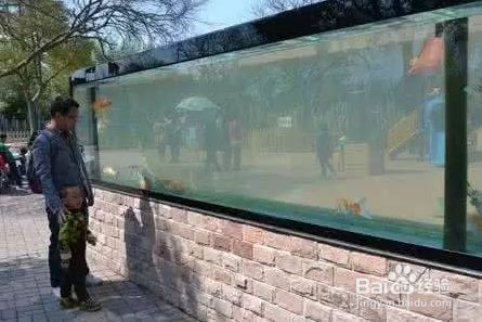 魚缸水溫異常的處理方法：如何自然調節魚缸水溫