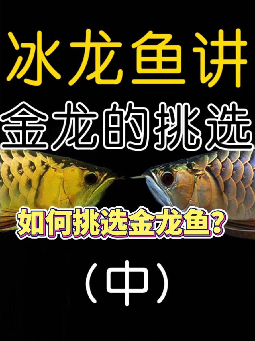 如何挑選健康的藍金龍魚【挑選健康的藍底金龍魚需綜合考慮基因血統、體態特征及環境適應性】