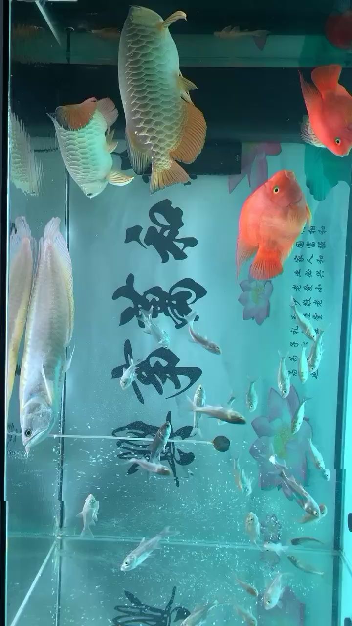 龍40?