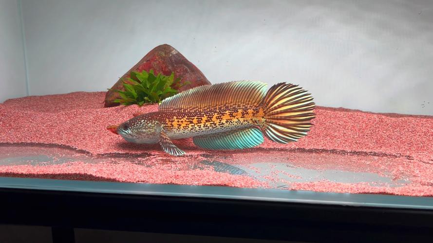 有哪些食物可以誘導雷龍魚互動？