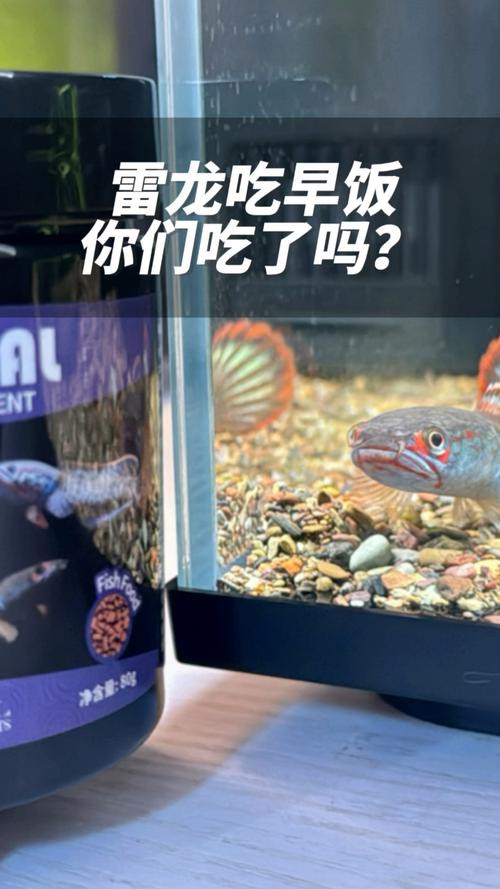 有哪些食物可以誘導雷龍魚互動？