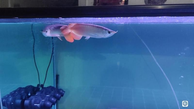 紅龍魚論壇【關于紅龍魚飼養、鑒賞及交流】