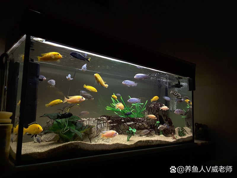 十大名牌水族燈排名【2025年十大名牌水族燈品牌排行榜京東龍魚水族燈品牌排行榜】
