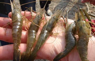 銀色金龍魚的價格以及常見的銀色金龍魚品種