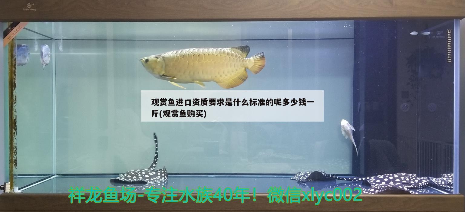 金龍魚混養怎么喂食好：金龍魚的混養【龍魚混養三大禁忌】