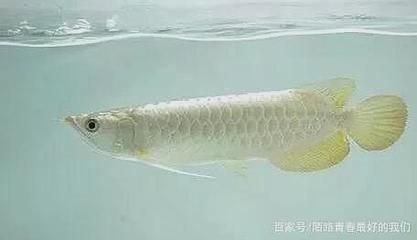 白龍魚是什么魚：“白龍魚”是什么魚