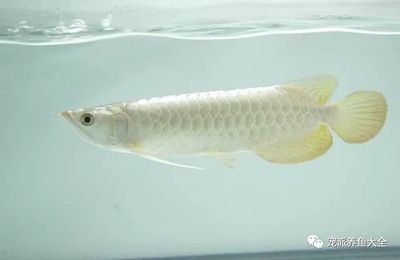 白龍魚是什么魚：“白龍魚”是什么魚