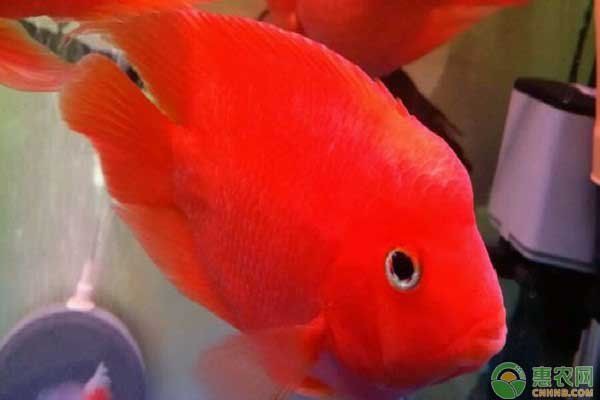 紅財(cái)神魚(yú)能招財(cái)嗎【紅財(cái)神魚(yú)養(yǎng)殖要點(diǎn)】