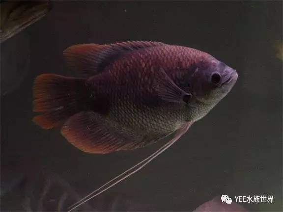 紅財(cái)神魚(yú)能招財(cái)嗎【紅財(cái)神魚(yú)養(yǎng)殖要點(diǎn)】