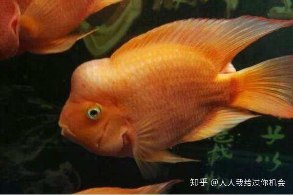 紅財(cái)神魚(yú)能招財(cái)嗎【紅財(cái)神魚(yú)養(yǎng)殖要點(diǎn)】