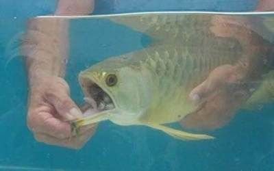 龍魚細菌感染要掛怎么搶救（龍魚細菌感染怎么搶救）