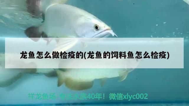 龍魚如何做檢疫：關于龍魚檢疫的詳細步驟和注意事項 龍魚如何做檢疫：關于龍魚檢疫的詳細步驟和注意事項 龍魚百科 第3張