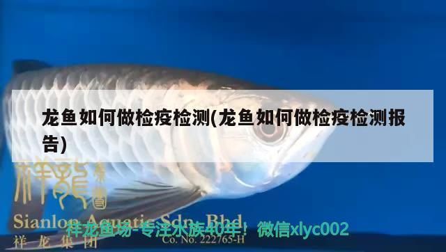 龍魚如何做檢疫：關于龍魚檢疫的詳細步驟和注意事項 龍魚如何做檢疫：關于龍魚檢疫的詳細步驟和注意事項 龍魚百科 第1張