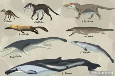 大湖紅龍魚的審美標(biāo)準(zhǔn)