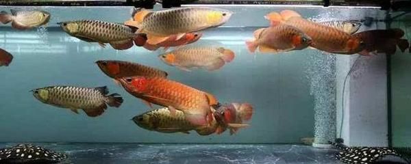 恐龍魚混養(yǎng)什么魚好：恐龍魚混養(yǎng)水族箱布局