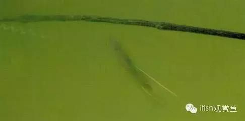 恐龍魚混養(yǎng)什么魚好：恐龍魚混養(yǎng)水族箱布局