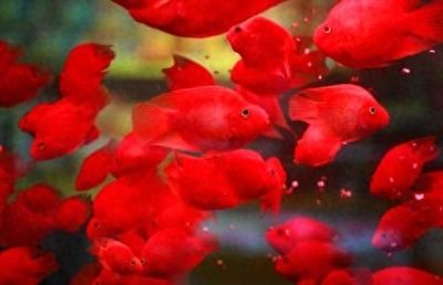 恐龍魚混養(yǎng)什么魚好：恐龍魚混養(yǎng)水族箱布局