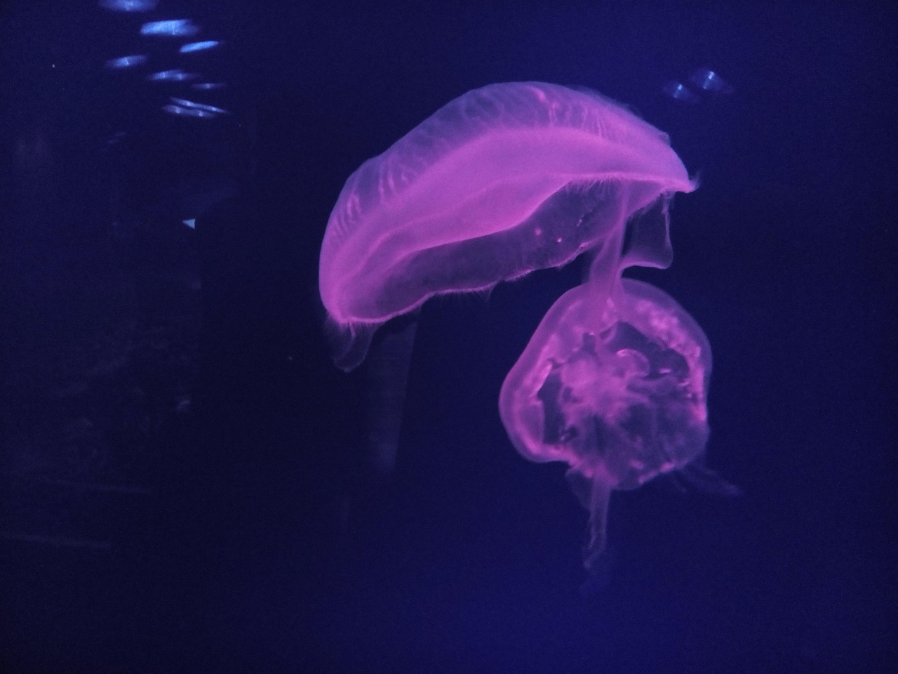 綿陽市安州區花荄一九水族館 （綿陽花荄水上樂園門票多少）