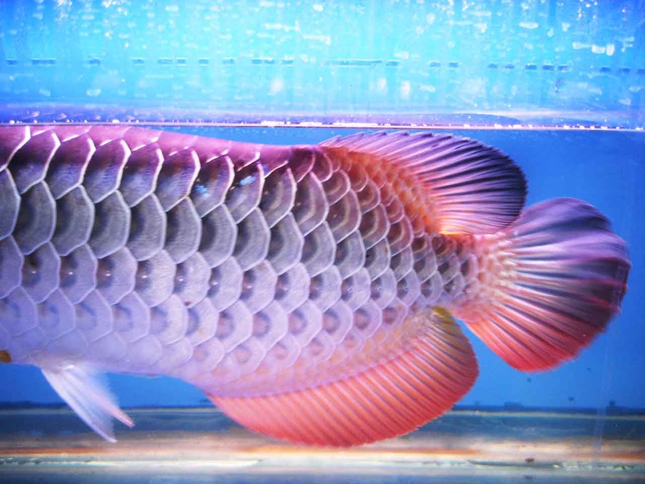 金龍魚紅眼和黑眼區別：探討金龍魚紅眼和黑眼的區別