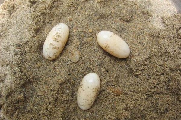 龍魚(yú)和烏魚(yú)哪個(gè)好吃點(diǎn)：龍魚(yú)和烏魚(yú)哪個(gè)更好吃