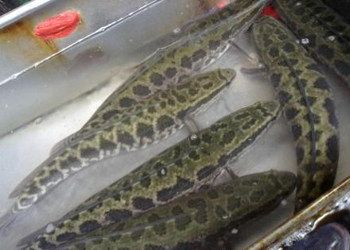 龍魚(yú)和烏魚(yú)哪個(gè)好吃點(diǎn)：龍魚(yú)和烏魚(yú)哪個(gè)更好吃