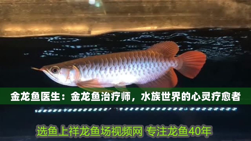 金龍魚醫生：金龍魚治療師，水族世界的心靈療愈者