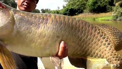 金龍魚到底好不好釣：《天天釣魚》金龍魚釣魚餌料選擇指南