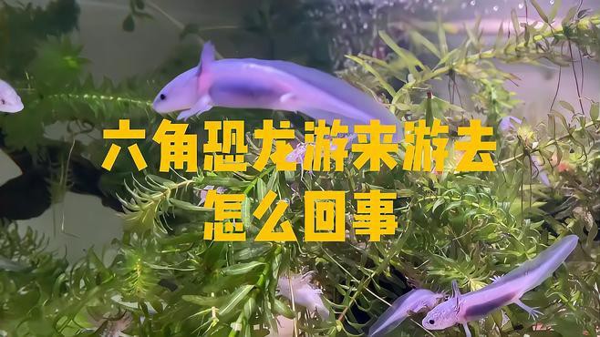恐龍魚一直游來游去怎么辦呀