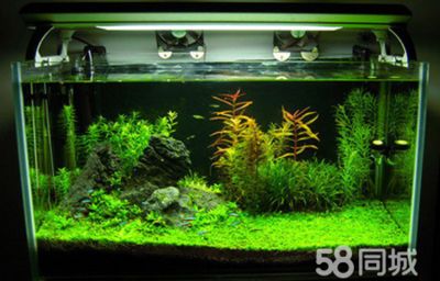 長汀縣水草造景活體水草造景的藝術與技巧水草造景的藝術與技巧：水草造景的藝術與技巧