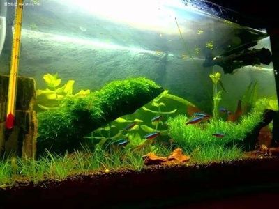 長汀縣水草造景活體水草造景的藝術與技巧水草造景的藝術與技巧：水草造景的藝術與技巧