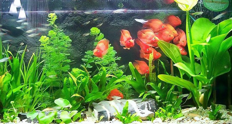 養(yǎng)7條魚吉利嗎，養(yǎng)七條魚養(yǎng)七條魚的吉兇寓意、風(fēng)水學(xué)說養(yǎng)七條魚的寓意