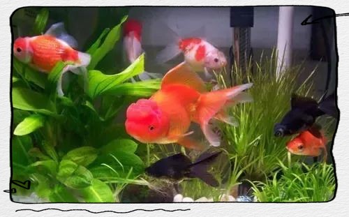 養(yǎng)7條魚吉利嗎，養(yǎng)七條魚養(yǎng)七條魚的吉兇寓意、風(fēng)水學(xué)說養(yǎng)七條魚的寓意