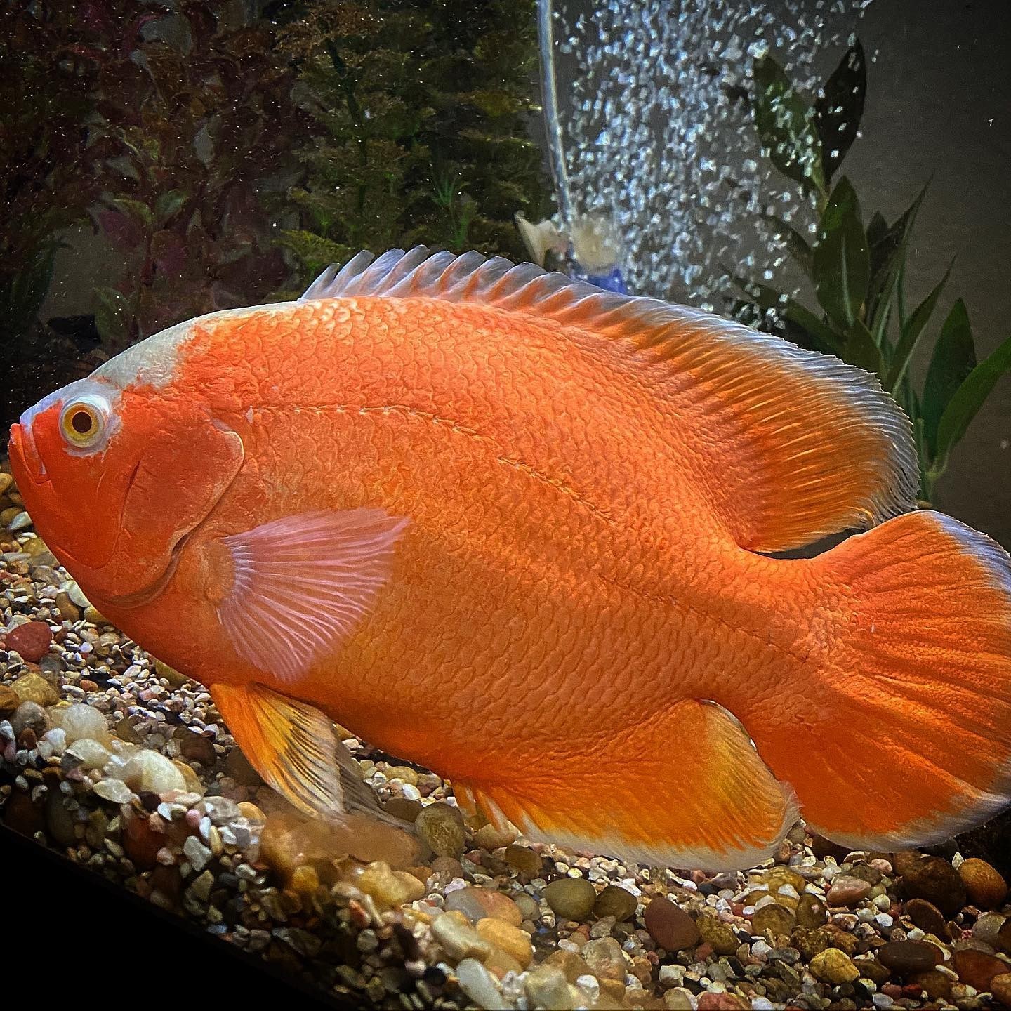 魚缸過濾壞了多長時間沒事呀(魚缸過濾器壞了魚能堅持多久)