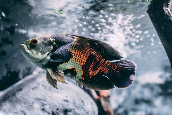 汕尾市城區(qū)華源水族貿(mào)易行