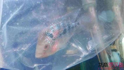 白子關刀魚常見疾病預防，白子關刀魚常見疾病的預防