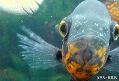 白子關刀魚常見疾病預防，白子關刀魚常見疾病的預防