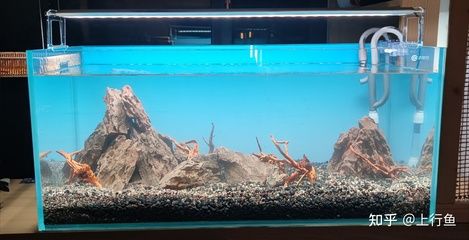 魚缸鋪底砂的養(yǎng)護與更換技巧魚缸底砂的養(yǎng)護與更換技巧：魚缸底砂的養(yǎng)護與更換
