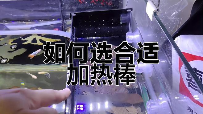 如何選擇適合魚缸的恒溫加熱器？