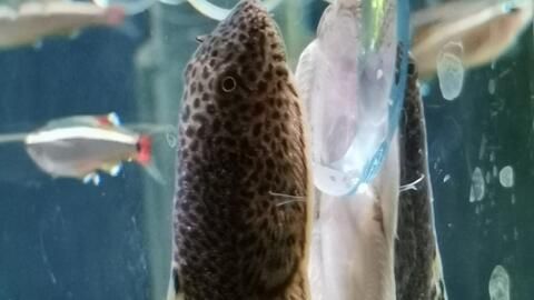 網上買的魚怎么入魚缸：新魚入缸后3天內不應喂食，以下步驟和注意事項和注意事項