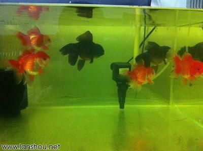 網上買的魚怎么入魚缸：新魚入缸后3天內不應喂食，以下步驟和注意事項和注意事項