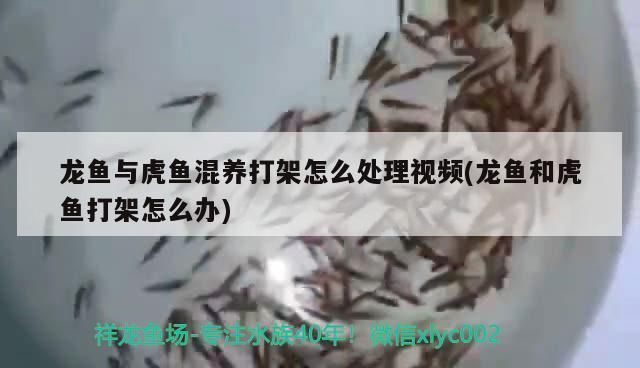 龍魚與虎魚混養(yǎng)打架怎么辦：龍魚與虎魚混養(yǎng)時打架怎么辦
