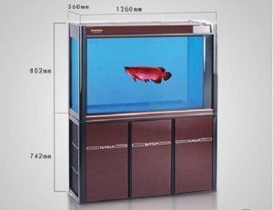 「紅龍魚高端混養指南，揭秘頂級搭配與風水玄機」紅龍魚高端混養與風水布局全解析