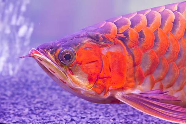 給我高清版的紅金龍魚圖片 龍魚百科 第18張 給我高清版的紅金龍魚圖片 給我高清版的紅金龍魚圖片 龍魚百科 第18張