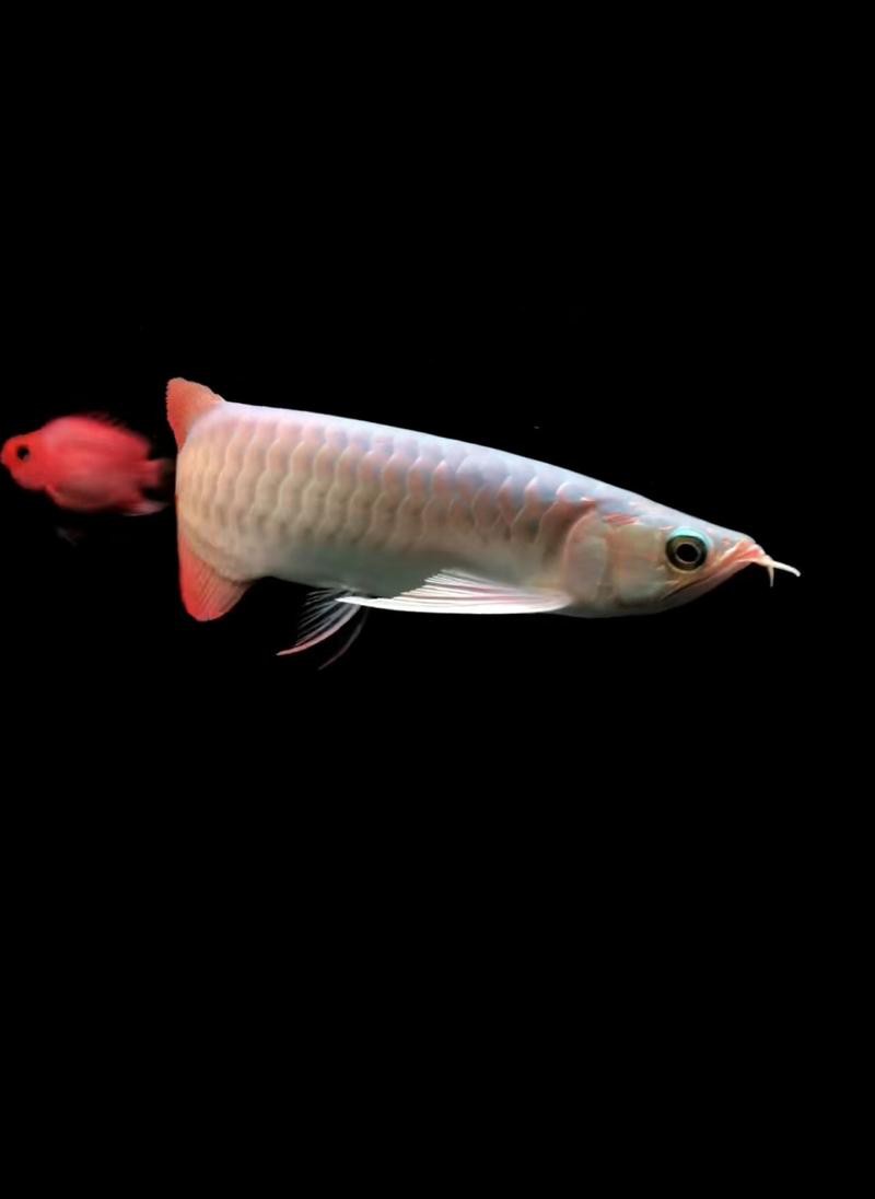 給我高清版的紅金龍魚圖片 龍魚百科 第13張 給我高清版的紅金龍魚圖片 給我高清版的紅金龍魚圖片 龍魚百科 第13張